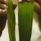 Cocoon Cleanser — NEW IN!