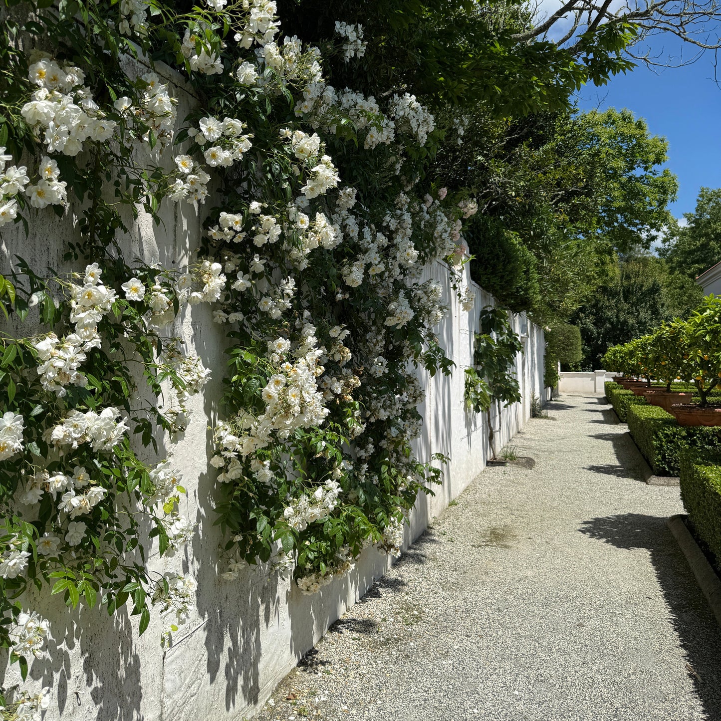 Floral Essence — NEW IN!